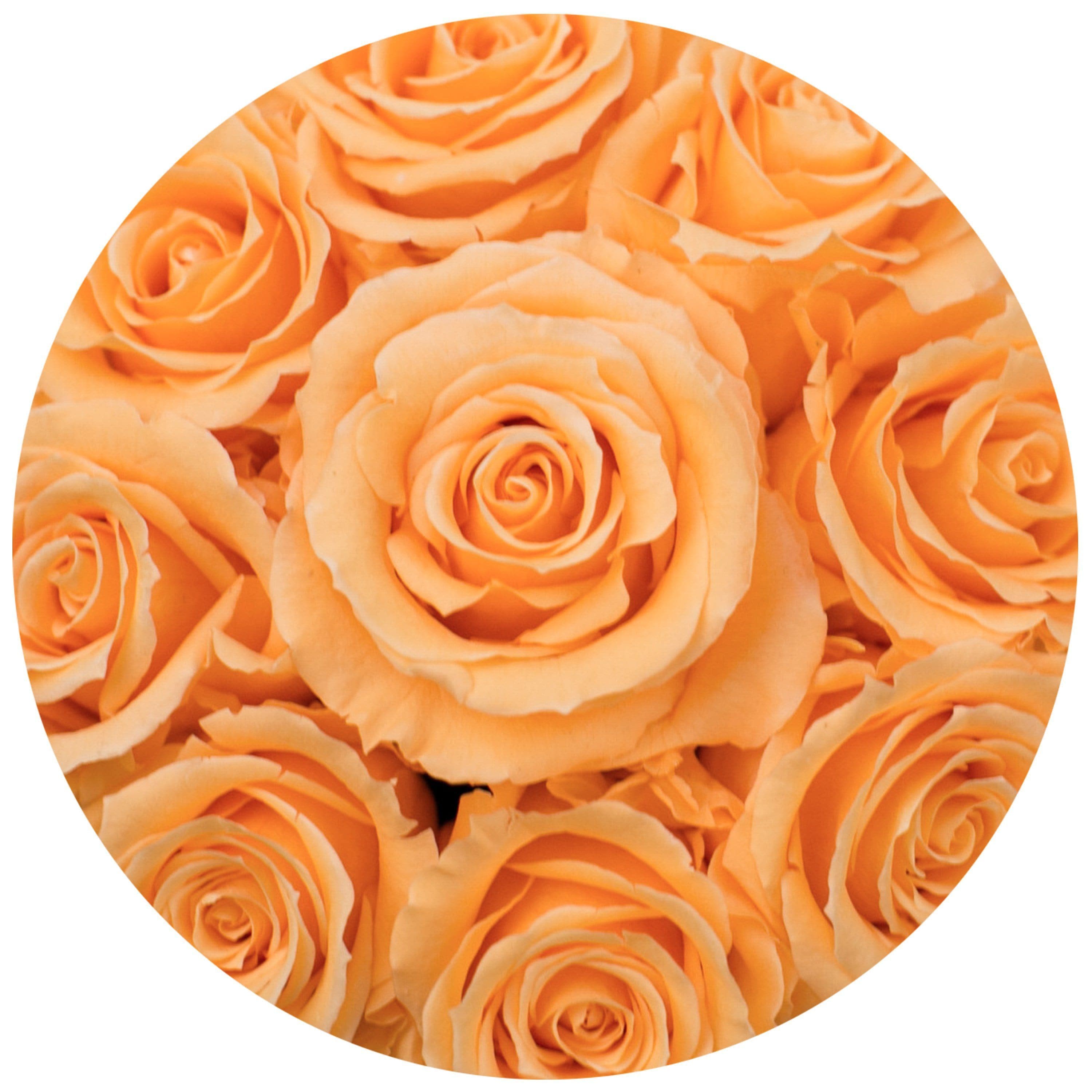 Basic White Box | Peach Roses - The Million Roses