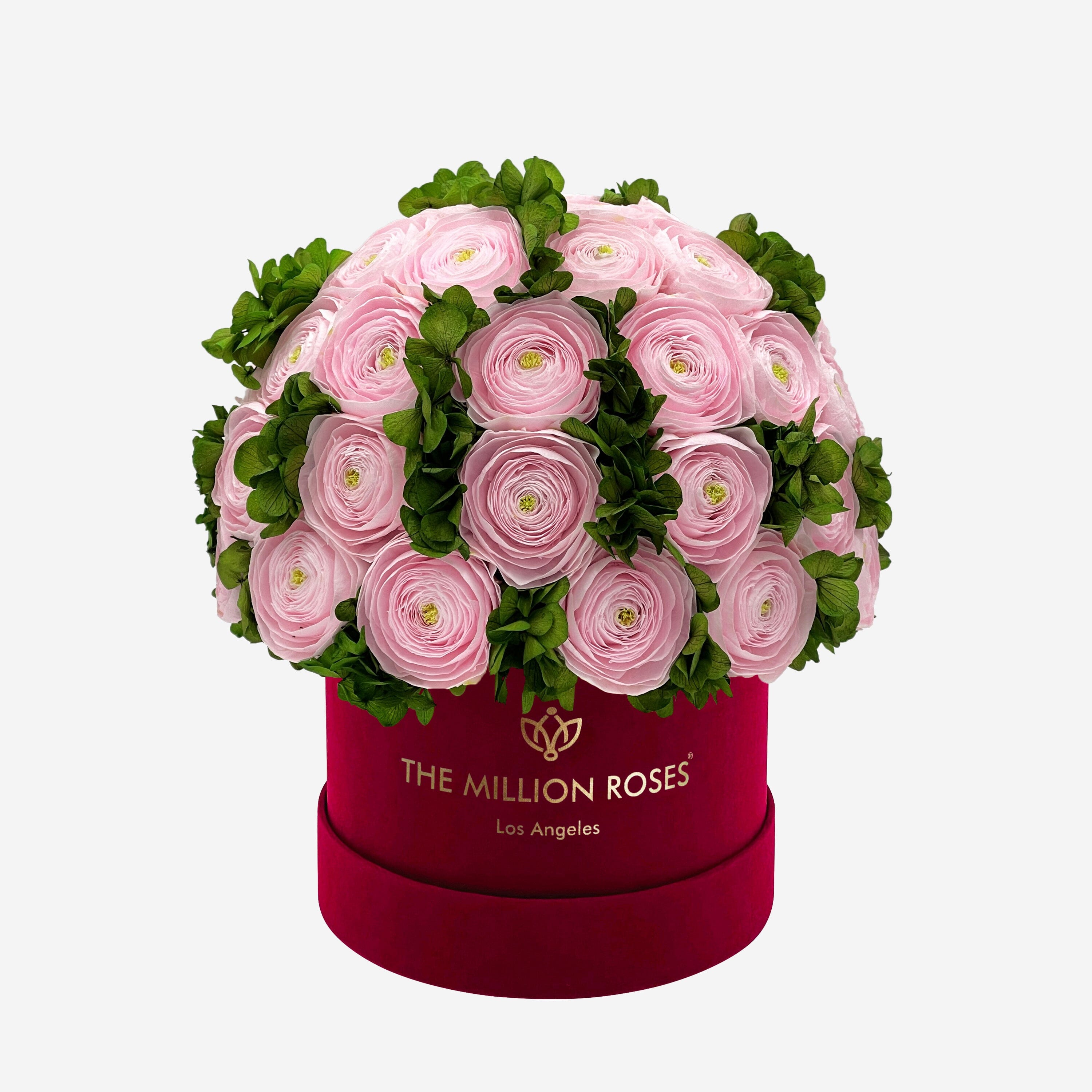 Classic Bordeaux Suede Box | Light Pink Persian Buttercups & Green Hydrangeas - The Million Roses