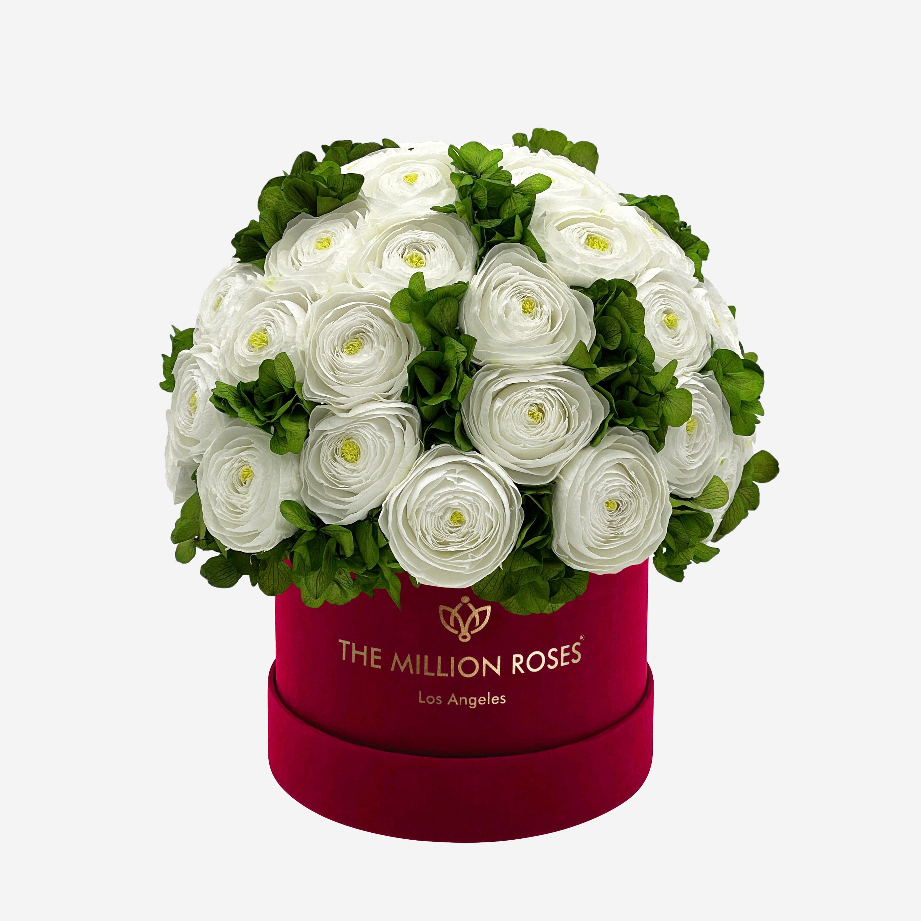 Classic Bordeaux Suede Box | White Persian Buttercups & Green Hydrangeas - The Million Roses